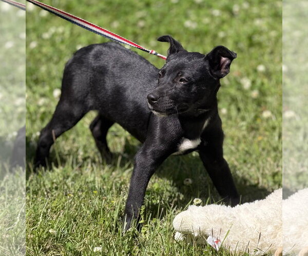 Medium Photo #2 Labrador Retriever-Unknown Mix Puppy For Sale in Yardley, PA, USA