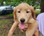 Small #3 Goldendoodle