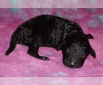 Small Photo #4 Labradoodle Puppy For Sale in LA HABRA, CA, USA