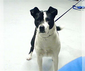 Labrador Retriever-Unknown Mix Dogs for adoption in Fayetteville, NC, USA