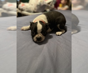 Boston Terrier Dog for Adoption in BOWLING GREEN, Kentucky USA