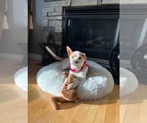 Ginger - Female Mutt Dog for Adoption - Photo #5