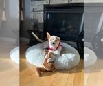 Small #4 Mutt