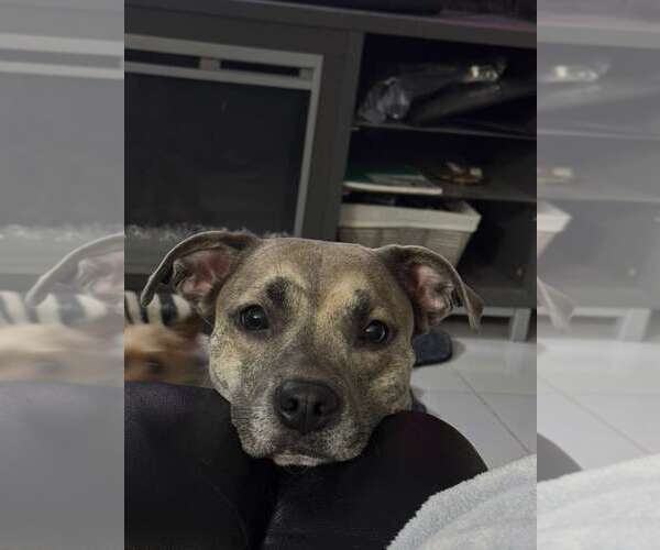 Medium Photo #2 Italian Greyhound-Labrador Retriever Mix Puppy For Sale in Miami, FL, USA