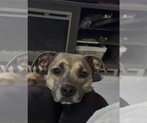 COURTESY POST: Qi'ra - Female Italian Greyhound-Labrador Retriever Mix Dog for Adoption - Photo #2