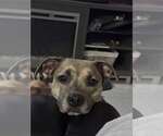 Small #1 Italian Greyhound-Labrador Retriever Mix