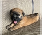 Small #1 Soft Coated Wheaten Terrier