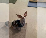 Small #1 Italian Greyhuahua