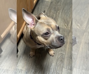 American French Bull Terrier-Catahoula Bulldog Mix Puppy for sale in HAMPTON, VA, USA