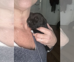 Goldendoodle Puppy for sale in EXETER, RI, USA