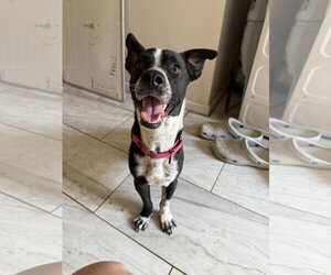 Buddy/Yamil - Male Boxerhuahua Dog for Adoption - Photo #4