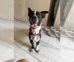 Small #3 Boxerhuahua
