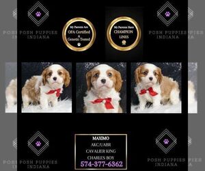 Cavalier King Charles Spaniel Puppy for sale in WARSAW, IN, USA