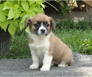 Cava-Corgi Puppy for sale in HONEY BROOK, PA, USA