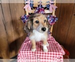 Small Photo #107 Bernedoodle (Miniature) Puppy For Sale in BLACK FOREST, CO, USA