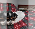Puppy Rain Yorkshire Terrier