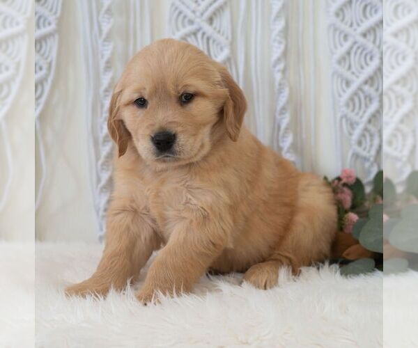Medium Photo #5 Golden Retriever Puppy For Sale in NEWPORT, PA, USA