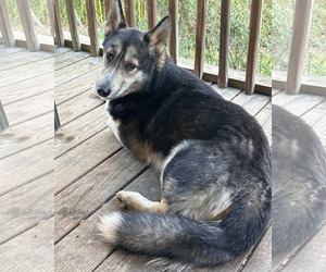 Gerberian Shepsky Dogs for adoption in Blacksburg, SC, USA