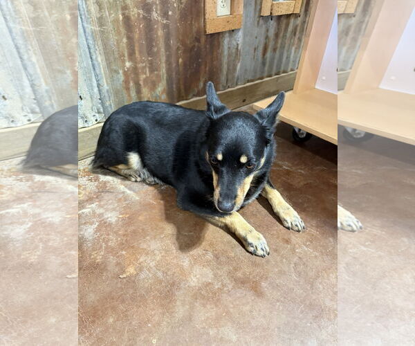 Medium Photo #2 American Rat Pinscher Puppy For Sale in Texarkana, TX, USA