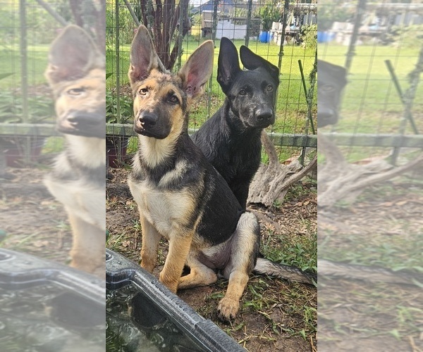 Medium Photo #1 German Shepherd Dog Puppy For Sale in NAVASOTA, TX, USA