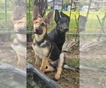 Small German Shepherd Dog