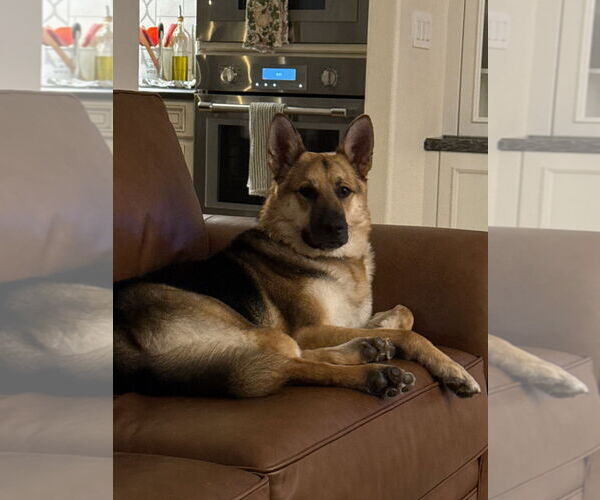 Medium Photo #5 German Shepherd Dog-Unknown Mix Puppy For Sale in Woodland Hills, CA, USA
