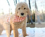Small Photo #11 Goldendoodle Puppy For Sale in TIMBERLAKE, NC, USA