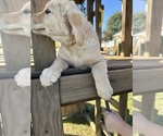 Small #5 Golden Retriever