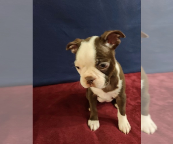 Medium Photo #3 Boston Terrier Puppy For Sale in GILBERT, AZ, USA
