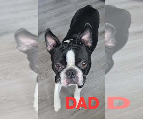 Medium Photo #1 Boston Terrier Puppy For Sale in SANFORD, NC, USA