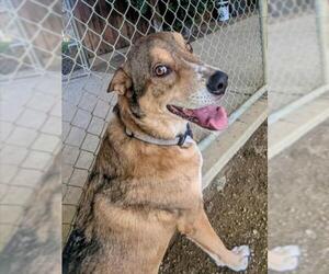 German Shepherd Dog-Unknown Mix Dogs for adoption in Plano, TX, USA