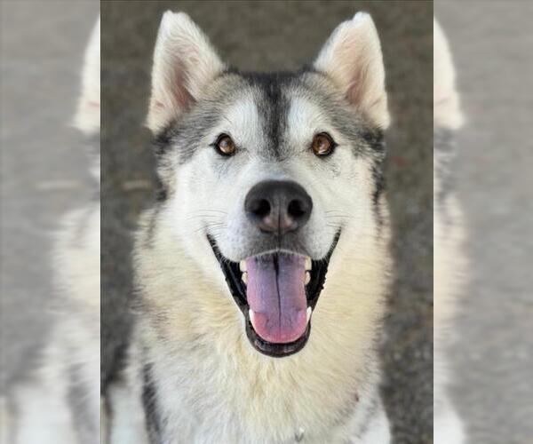 Medium Photo #3 Gerberian Shepsky Puppy For Sale in Woodland, CA, USA