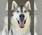 Small #2 Gerberian Shepsky