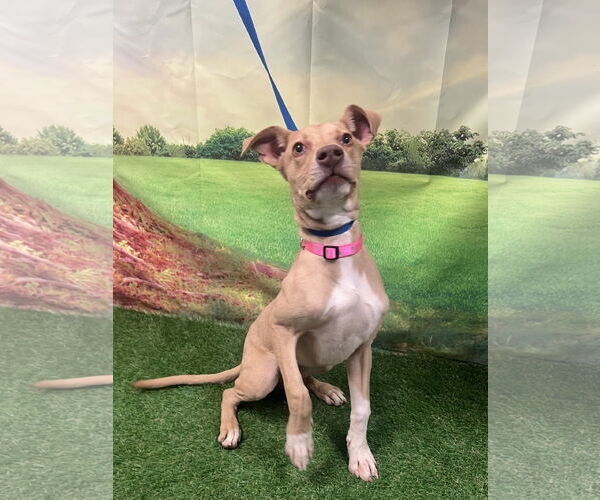 Medium Photo #2 Vizsla-Whippet Mix Puppy For Sale in Euless, TX, USA