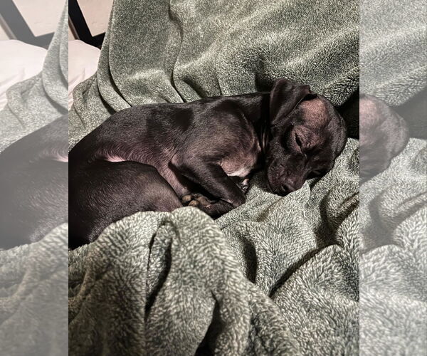 Medium Photo #3 Chihuahua Puppy For Sale in Visalia, CA, USA