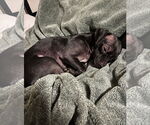 Small #2 Chihuahua