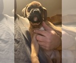Small #1 Boxer