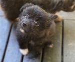 Puppy 1 Pomeranian-Zuchon Mix