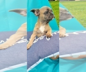 French Bulldog Puppy for sale in TAMPA, FL, USA