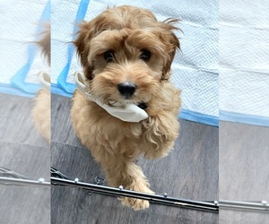 Cavapoo Puppy for sale in AUSTIN, TX, USA