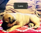 Small Photo #3 Bullmastiff Puppy For Sale in LIMERICK, PA, USA