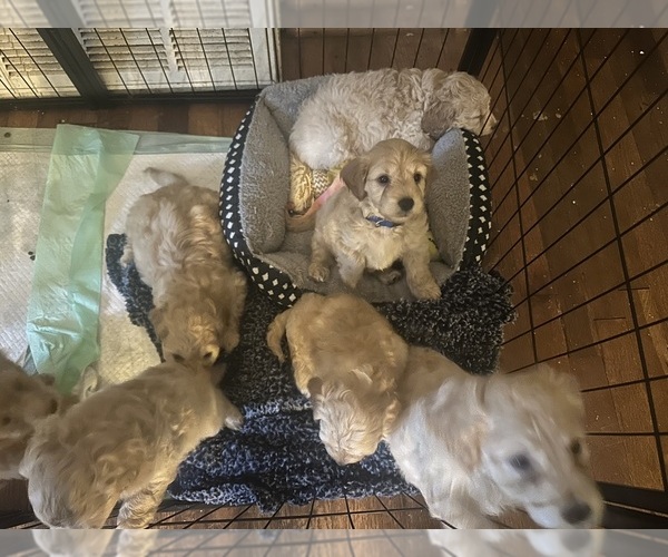 Medium Photo #5 Cock-A-Poo-Maltipoo Mix Puppy For Sale in SIMPSONVILLE, SC, USA