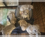 Small #4 Cock-A-Poo-Maltipoo Mix