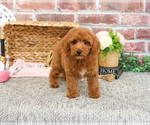 Small #6 Poodle (Miniature)