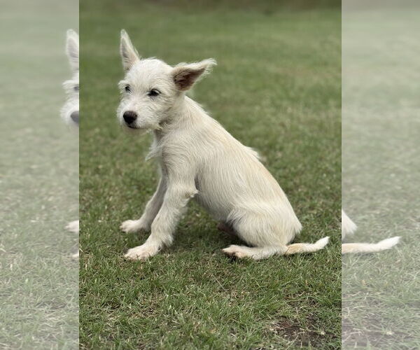 Medium Photo #2 Mutt Puppy For Sale in PIPE CREEK, TX, USA