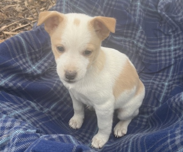 Medium Photo #1 Mutt Puppy For Sale in KALONA, IA, USA