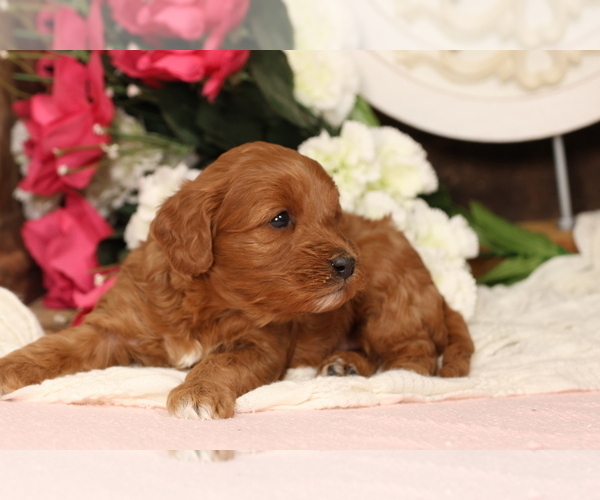 Medium Photo #6 Cavapoo Puppy For Sale in JONES, MI, USA
