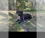 Small Dachshund Mix