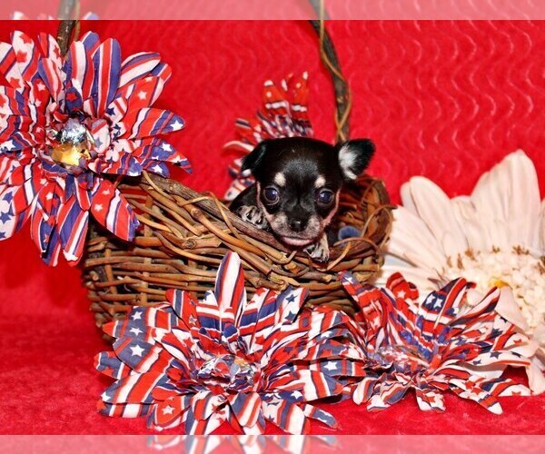 Medium Photo #2 Chihuahua Puppy For Sale in CHARLESTON, AR, USA