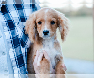 Cavalier King Charles Spaniel-Cavapoo Mix Puppy for sale in LIBERTY, KY, USA